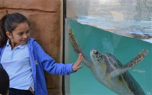 Student Observing Sea Turtle 